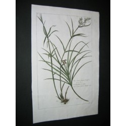 Carex amboinica