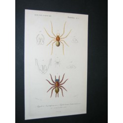 Arachnides.