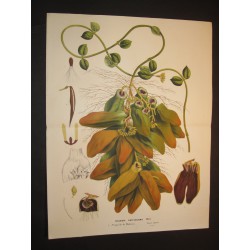 Dischidia Rafflesiana