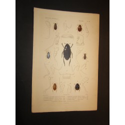 Insectes - Règne animal.