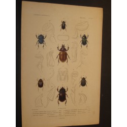 Insectes - Règne animal.