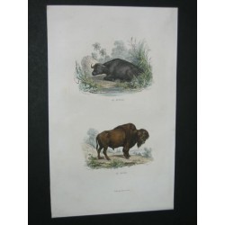Buffle et bison