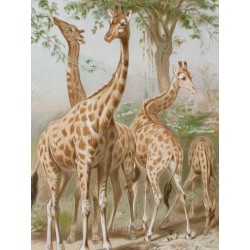 Girafe