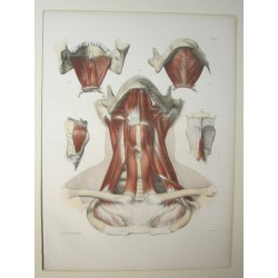 Planche d'anatomie 1850...