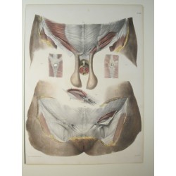 Planche d'anatomie 1850...