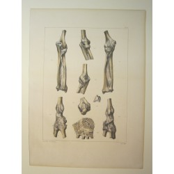 Anatomy from c.1850
