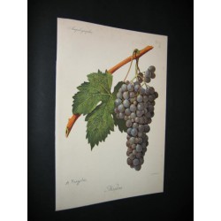 Ampelographie-Grape