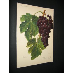 Ampelographie-Grape