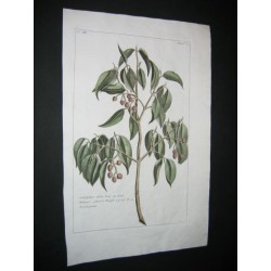 Calophylum calaba