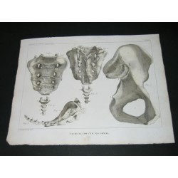 Squelette - Sacrum Coccyx