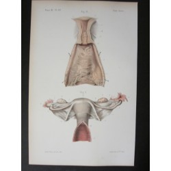 Anatomie médicale. XIXe