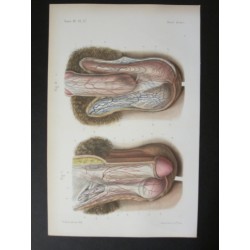 Anatomie médicale. XIXe