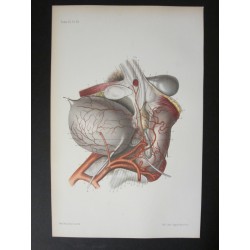 Anatomie médicale. XIXe