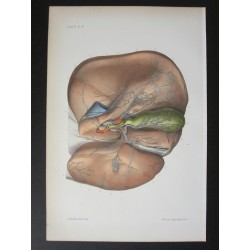 Anatomie médicale. XIXe