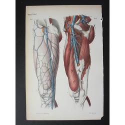 Anatomie médicale. XIXe