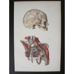 Anatomie médicale. XIXe