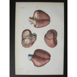 Anatomie médicale. XIXe