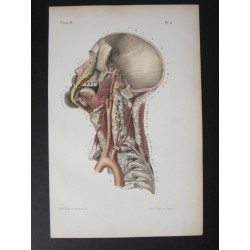 Anatomie médicale. XIXe