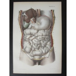 Anatomie médicale. XIXe