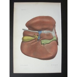 Anatomie médicale. XIXe