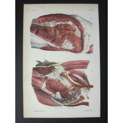Anatomie médicale. XIXe