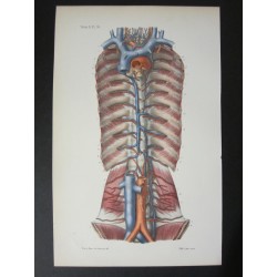 Anatomie médicale. XIXe