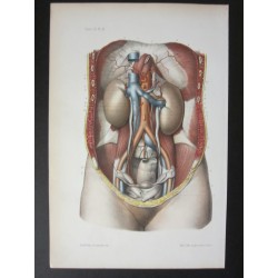 Anatomie médicale. XIXe