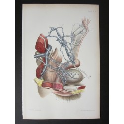 Anatomie médicale. XIXe