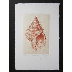 Coquillage I (sanguine)