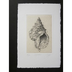 Coquillage I  (imprimée en...