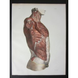 Anatomie Lithographie de...