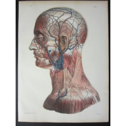 Anatomy from c.1850