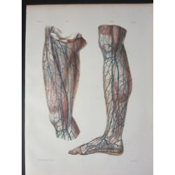 Anatomy from c.1850