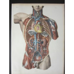 Anatomy from c.1850