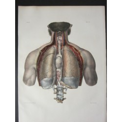 Anatomy from c.1850