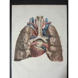 Anatomy from c.1850