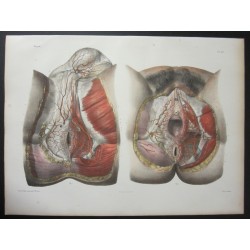 Anatomy from c.1850