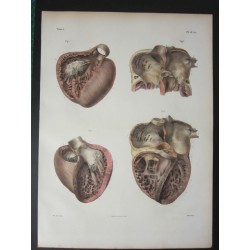 HART. Anatomy from c.1850