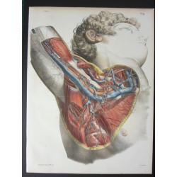 Anatomy from c.1850