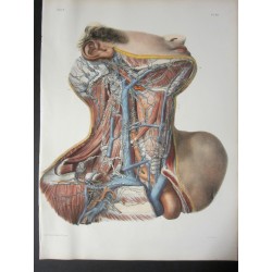 Anatomy from c.1850