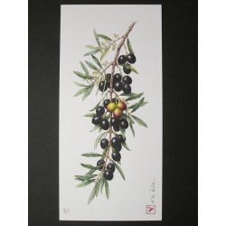 Olive